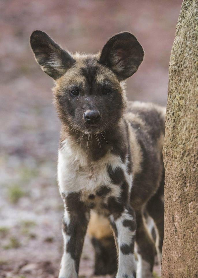 ﻿Při sobotním požáru zoologické zahrady v anglickém Chesteru uhynulo několik zvířat. Nepodařilo se zachránit žáby, ryby a malé druhy ptáků. Oheň zničil také pavilon krokodýlů a opic. Všechny orangutany, gibbony a krokodýly se ale podařilo zachránit.