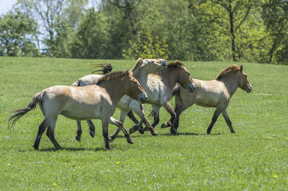 ZOO Praha představila projekt chovu koní Převalského na Dívčích hradech.