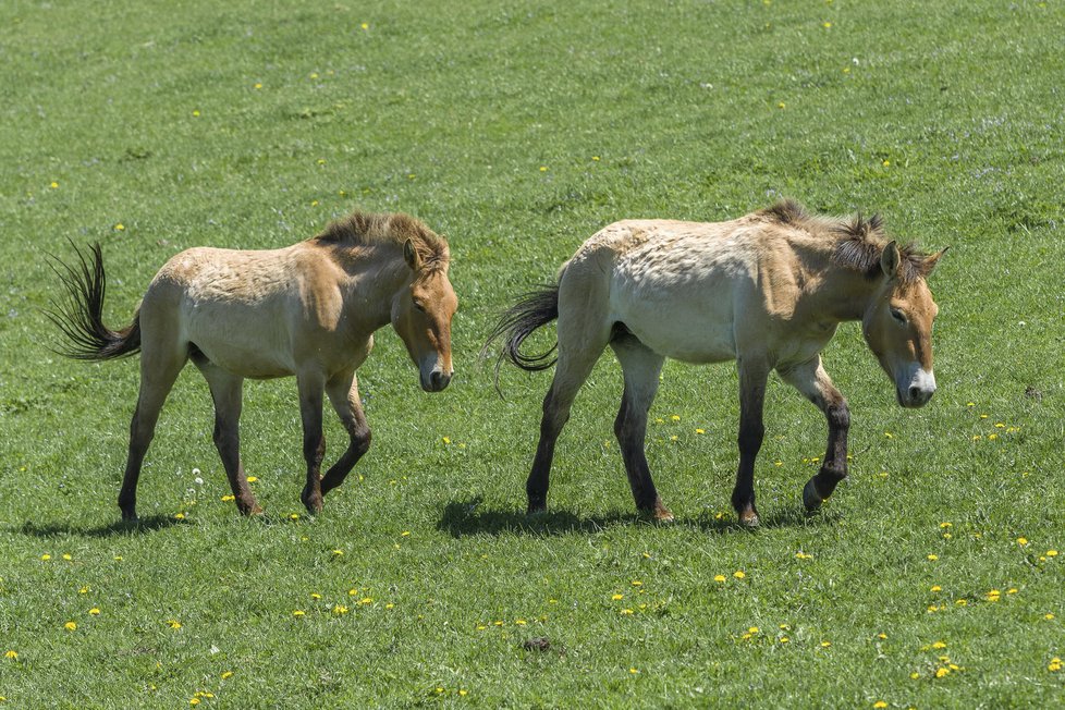 ZOO Praha představila projekt chovu koní Převalského na Dívčích hradech.