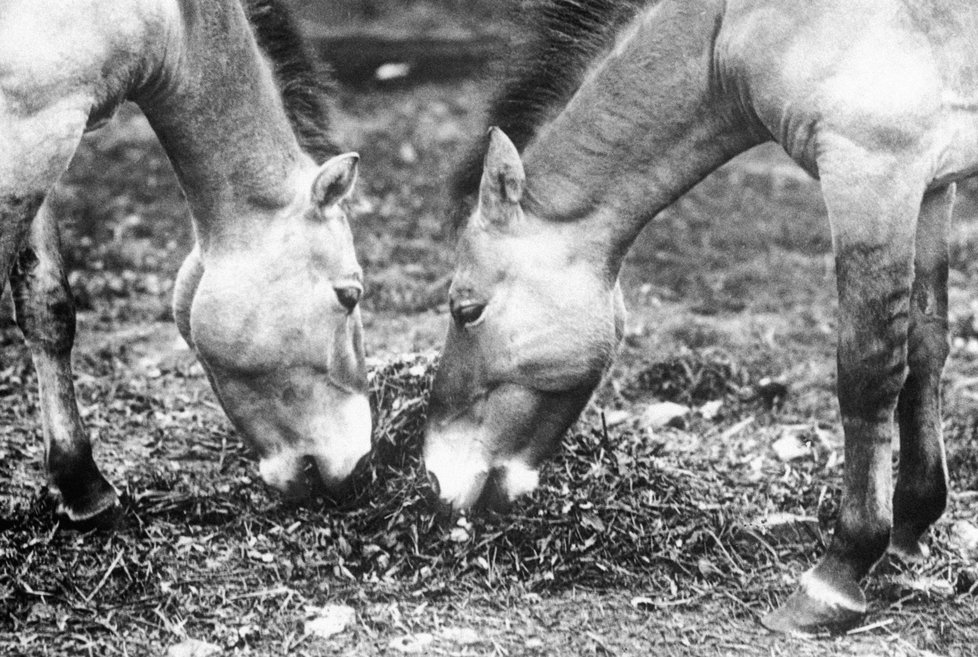 ZOO Praha představila projekt chovu koní Převalského na Dívčích hradech.