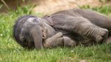 Smutek v pražské zoo: Zemřela sloní slečna Amalee (†2)