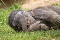 Smutek v pražské zoo: Zemřela sloní slečna Amalee (†2)