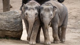 Pražští sloni roní slzy za holčičku Amalee (†2): Smrtící virus zabíjí během minut!