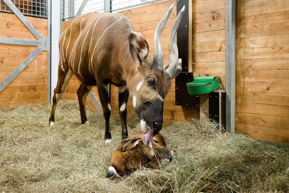 Samice bonga horského Maureen opečovává své novorozené mládě.