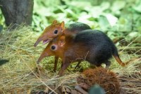 Vzácnost v Zoo Praha: Odchovala bércouny Petersovy, africké savce s roztomilým „chobůtkem“