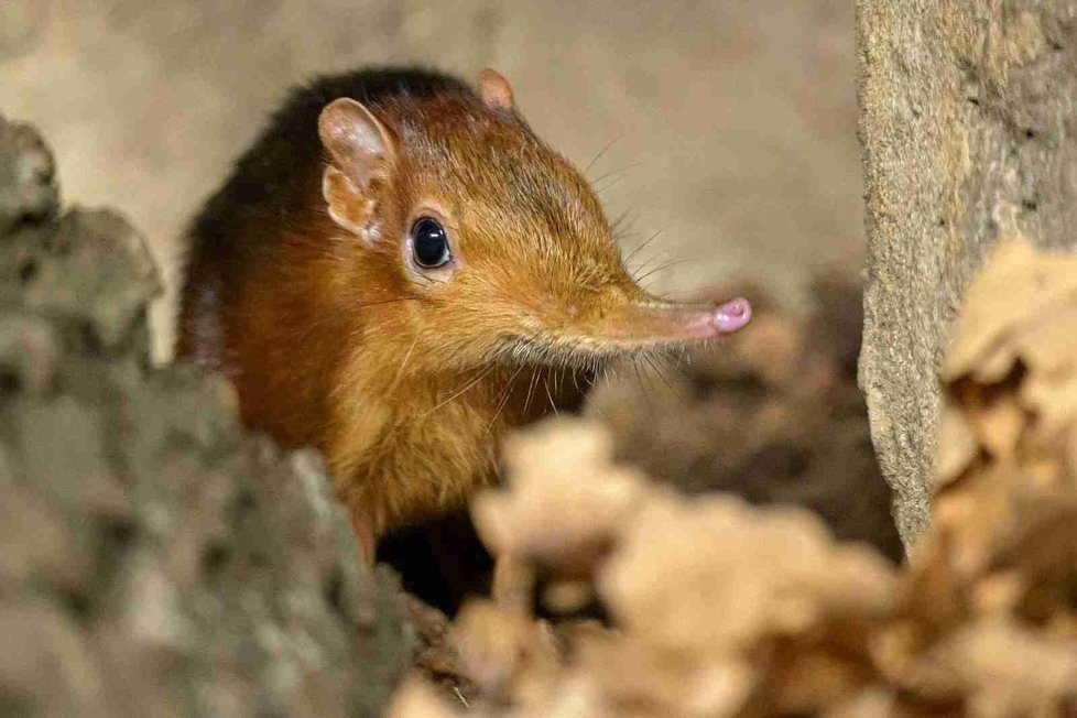 V evropských chovech je bércoun Petersův velmi vzácný – chová jej pouze sedm zoologických zahrad, a to v počtu 24 jedinců. Samec pražské zoo se narodil v loňském roce v Rotterdamské zoo, kde byl chov tohoto druhu v evropských zahradách založen.