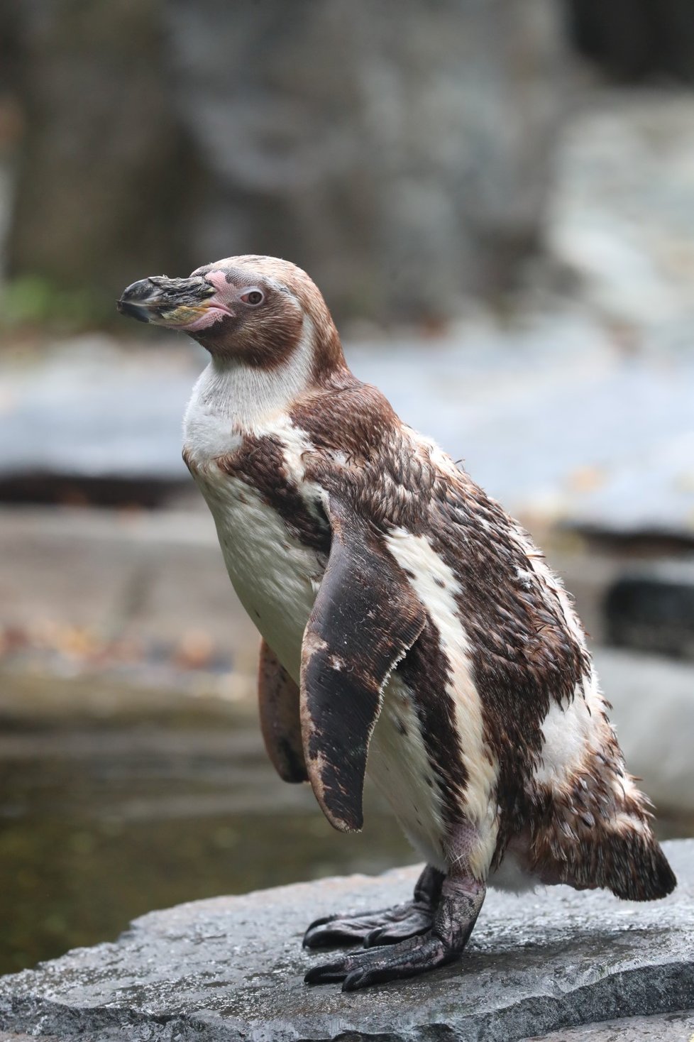 Tučňáci v pražské zoo, 15. srpna 2020