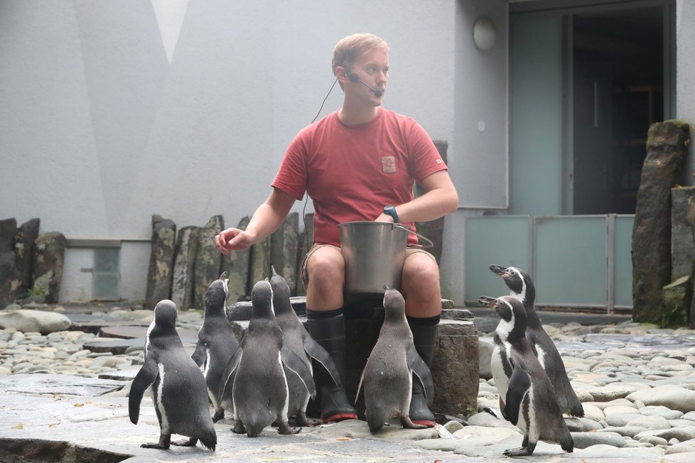 Tučňáci a Jakub Mezei v pražské zoo, 15. srpna 2020