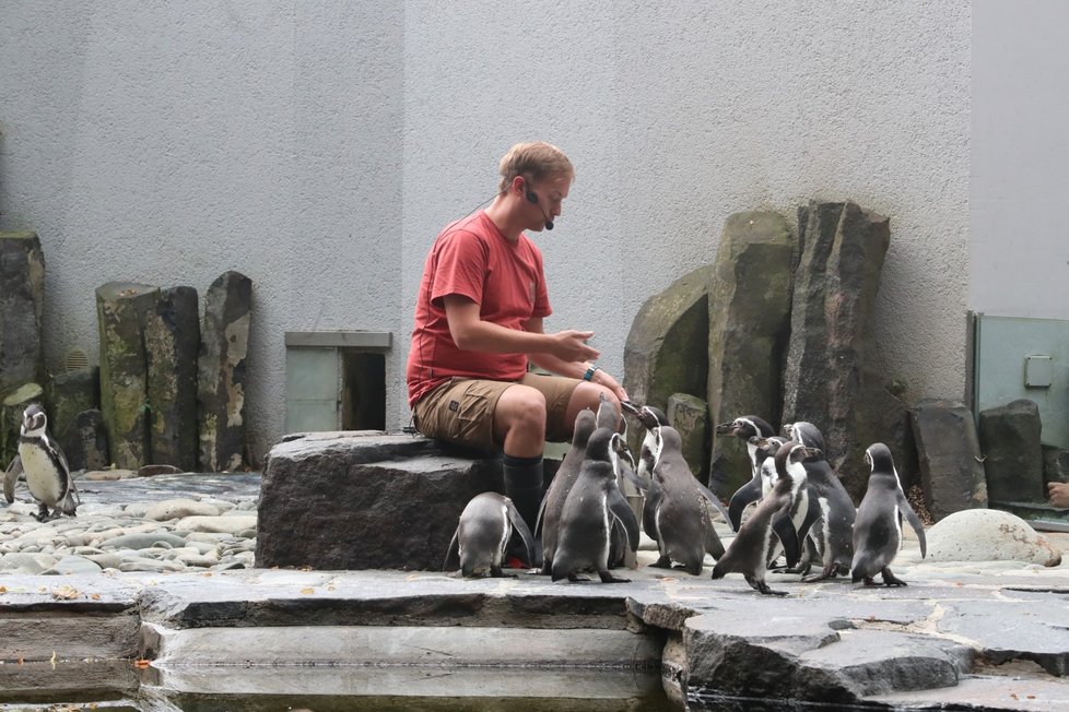 Tučňáci a Jakub Mezei v pražské zoo, 15. srpna 2020.