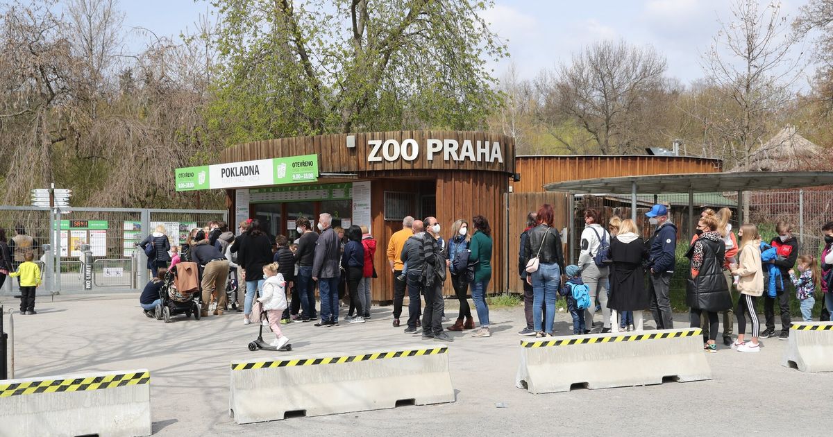 El zoológico de Praga tras el vagabundo: ¡los concejales han nombrado un nuevo director! Por primera vez en la historia estará dirigida por una mujer