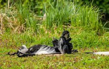 Osidlování nového Pavilonu goril v Zoo Praha začalo: Nejdřív mračení, potom zvykání