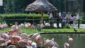 Pražská zoologická zahrada slaví 85 let