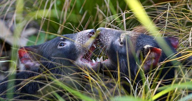 Děsivý řev, rudé uši a upíří špičáky! Takhle se tasmánští čerti zabydleli v Zoo Praha