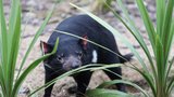 Ohrožení tasmánští čerti v roli predátorů: Na ostrůvku zdevastovali populaci tučňáků