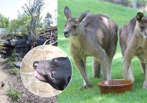 Zoo Praha otevřela novou expozici Darwinův kráter.