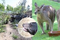 Noví tasmánští čerti přilákali tisíce návštěvníků! Zoo Praha musela kvůli naplněné kapacitě zavřít