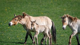 Mezi čtyřmi hříbaty je pouze jeden hřebeček. Narodil se v pondělí klisně Rosině a na snímku ho doprovází i roční Yzop. 