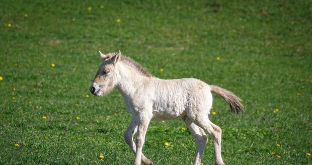 Nejstarší z hříbat, které se narodilo 16. dubna, se zatím jako jediné vzdaluje od matky a začíná se prohánět po dobřejovských pláních. 