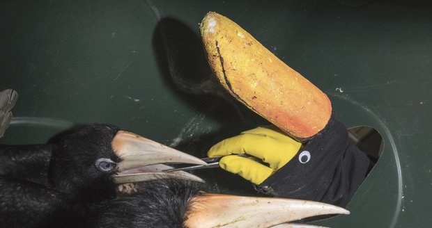 Zoo Praha trhá světový rekord! Odchovala 18 mláďat vzácného dvojzoborožce