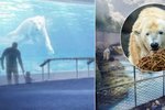 Pražská zoo chce postavit novou expozici pro lední medvědy.