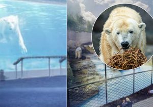 Pražská zoo chce postavit novou expozici pro lední medvědy.