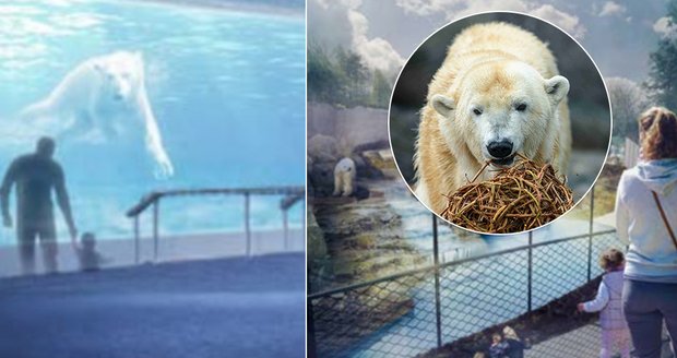 Malý výběh i bazény: Lední medvědi v Zoo Praha žijí v nevyhovující expozici, dočkají se nové?
