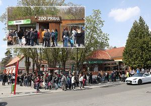 Slunečné počasí dnes přilákalo tisíce lidí do pražské zoologické a botanické zahrady. Zoo dosáhla v jednu chvíli maximální povolené kapacity 4000 návštěvníků v jeden čas, proto musela na pár minut vstup do areálu zastavit, před vchody se tak vytvořily fronty.