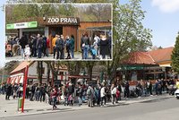 Slunečné počasí přilákalo do pražské zoo tisíce lidí. Před vchodem se tvořily fronty