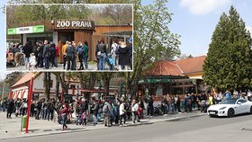 Slunečné počasí dnes přilákalo tisíce lidí do pražské zoologické a botanické zahrady. Zoo dosáhla v jednu chvíli maximální povolené kapacity 4000 návštěvníků v jeden čas, proto musela na pár minut vstup do areálu zastavit, před vchody se tak vytvořily fronty.