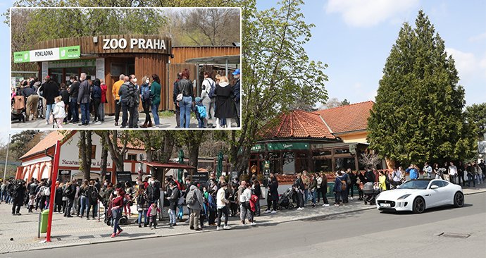 Slunečné počasí dnes přilákalo tisíce lidí do pražské zoologické a botanické zahrady. Zoo dosáhla v jednu chvíli maximální povolené kapacity 4000 návštěvníků v jeden čas, proto musela na pár minut vstup do areálu zastavit, před vchody se tak vytvořily fronty.