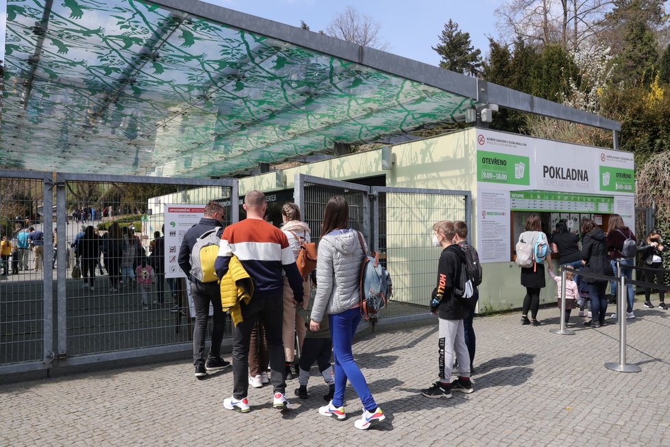  Slunečné počasí přilákalo tisíce lidí do pražské zoologické a botanické zahrady. Zoo dosáhla v jednu chvíli maximální povolené kapacity 4000 návštěvníků v jeden čas, proto musela na pár minut vstup do areálu zastavit, před vchody se tak vytvořily fronty. (24. dubna 2021)