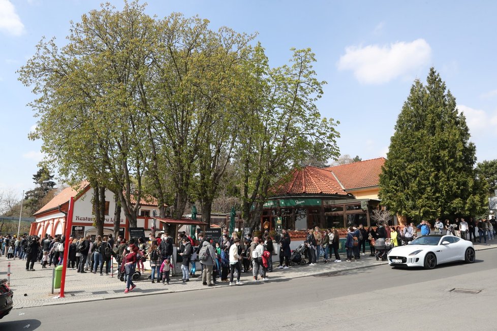 Slunečné počasí přilákalo tisíce lidí do pražské zoologické a botanické zahrady. Zoo dosáhla v jednu chvíli maximální povolené kapacity 4000 návštěvníků v jeden čas, proto musela na pár minut vstup do areálu zastavit, před vchody se tak vytvořily fronty. (24. dubna 2021)