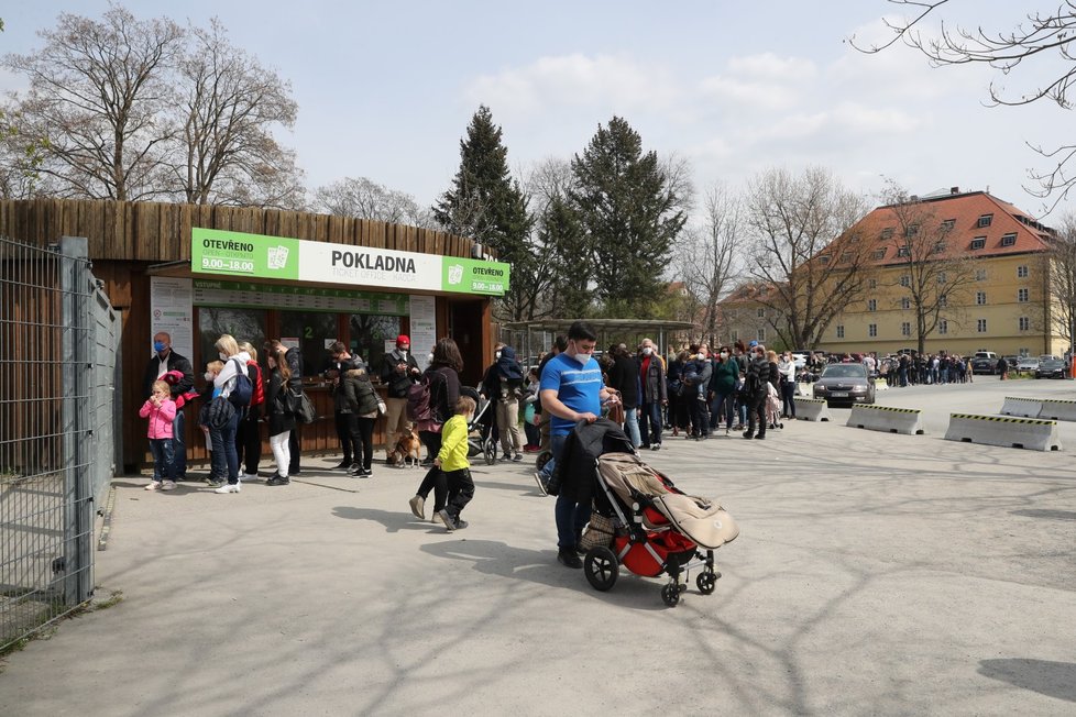 Slunečné počasí přilákalo tisíce lidí do pražské zoologické a botanické zahrady. Zoo dosáhla v jednu chvíli maximální povolené kapacity 4000 návštěvníků v jeden čas, proto musela na pár minut vstup do areálu zastavit, před vchody se tak vytvořily fronty. (24. dubna 2021)