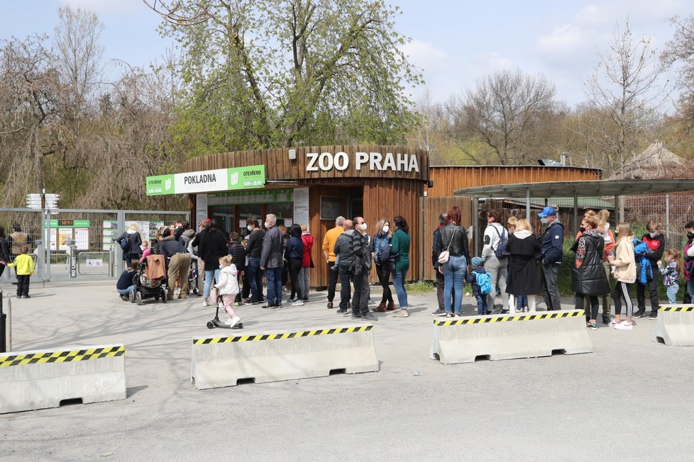 Slunečné počasí přilákalo tisíce lidí do pražské zoologické a botanické zahrady. Zoo dosáhla v jednu chvíli maximální povolené kapacity 4000 návštěvníků v jeden čas, proto musela na pár minut vstup do areálu zastavit, před vchody se tak vytvořily fronty. (24. dubna 2021)