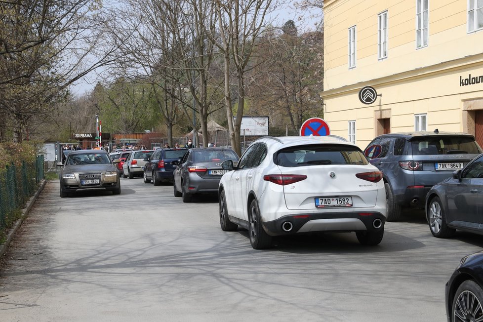  Slunečné počasí přilákalo tisíce lidí do pražské zoologické a botanické zahrady. Zoo dosáhla v jednu chvíli maximální povolené kapacity 4000 návštěvníků v jeden čas, proto musela na pár minut vstup do areálu zastavit, před vchody se tak vytvořily fronty. (24. dubna 2021)