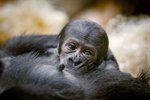 Gorilí mládě se narodilo 2. ledna 2024.