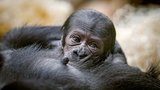 Zoo Praha odhalila pohlaví gorilího miminka: Je to kluk, nebo holčička? A jak se bude jmenovat?