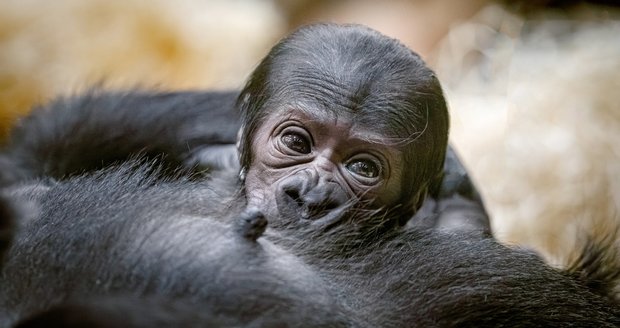 Zoo Praha odhalila pohlaví gorilího miminka: Je to kluk, nebo holčička? A jak se bude jmenovat?