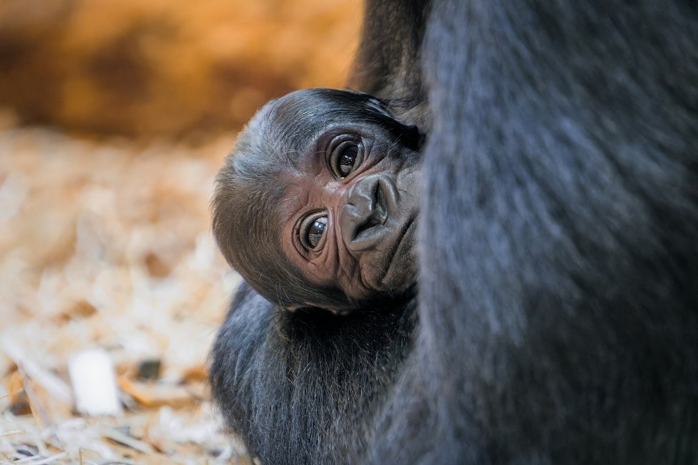 Gorilí mládě se narodilo 2. ledna 2024.