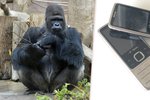 Zoo Praha se sběrem starých mobilních telefonů snaží pomoci gorilám ve volné přírodě.
