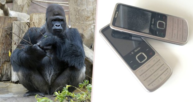 Staré telefony zachraňují gorily: Do Zoo Praha mohou návštěvníci nosit nepotřebnou elektroniku