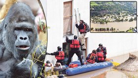 Ke gorilám se během povodní museli chovatelé dostávat na člunu