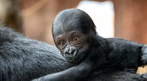 Gorilí miminko dostalo jméno! A pražské gorily čekají další mládě