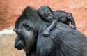Malá Mobi je prvním gorilím mládětem, které se  narodilo v nově otevřeném pavilonu goril v roce 2022