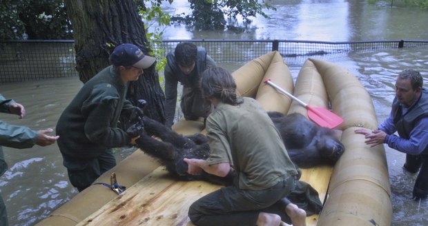 Povodně v minulosti opakovaně v Zoo Praha ohrozily životy goril.