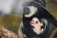 Pražská zoo hlásí nový přírůstek do rodiny guaréz. Narodilo se jich tu už 43