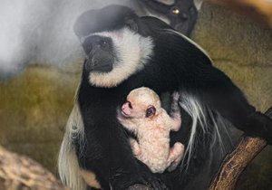 V pražské zoo se v sobotu 8. ledna 2022 narodilo mládě opice guerézy pláštíkové. Stalo se tak 43. zástupcem tohoto druhu, který přišel na svět v zoo v Troji.