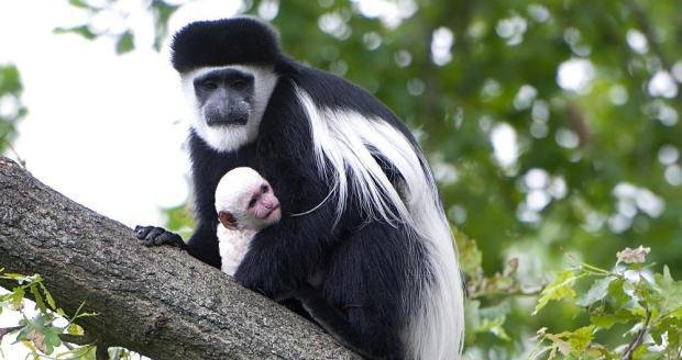 Mládě Guerézy, které se narodilo v trojské zoo, připomíná Beránka.