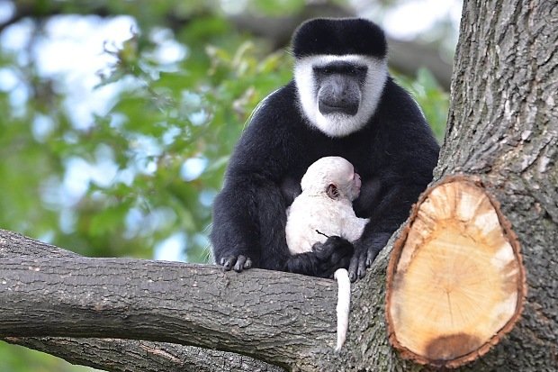 Mládě Guerézy, které se narodilo v trojské zoo, připomíná Beránka.