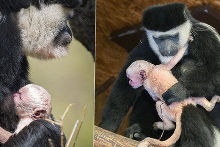 Radost v pražské zoo: Gueréze Lucii se narodilo miminko! Roztomilou opičku ostatním hned půjčila